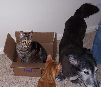 cats
