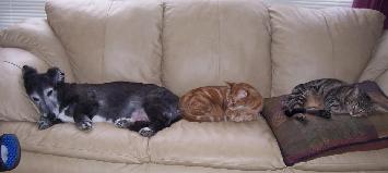 snooze